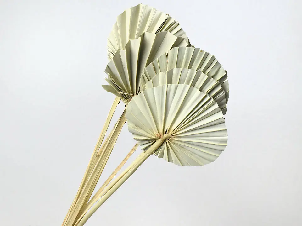 Palme lance ronde 40-55 cm · lot de 10