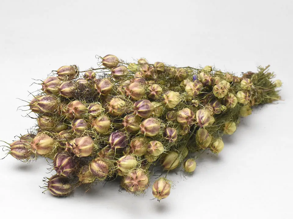 Bouquet de Nigella 45 cm