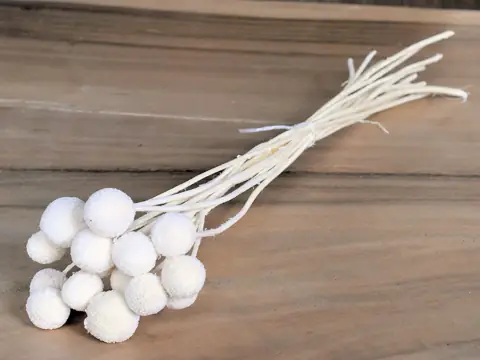 Craspedia Blanchi 15 pièces 40 cm
