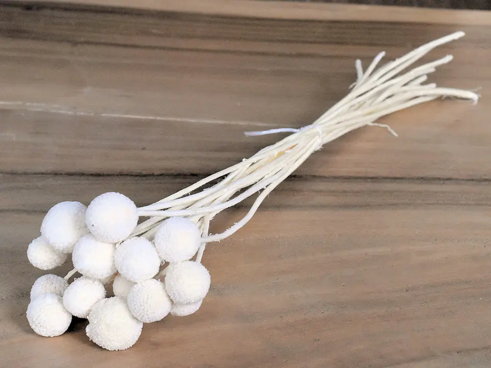 Craspedia Blanchi 15 pièces 40 cm