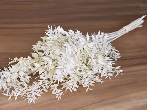 Ruscus Blanchi 90 cm 100 g