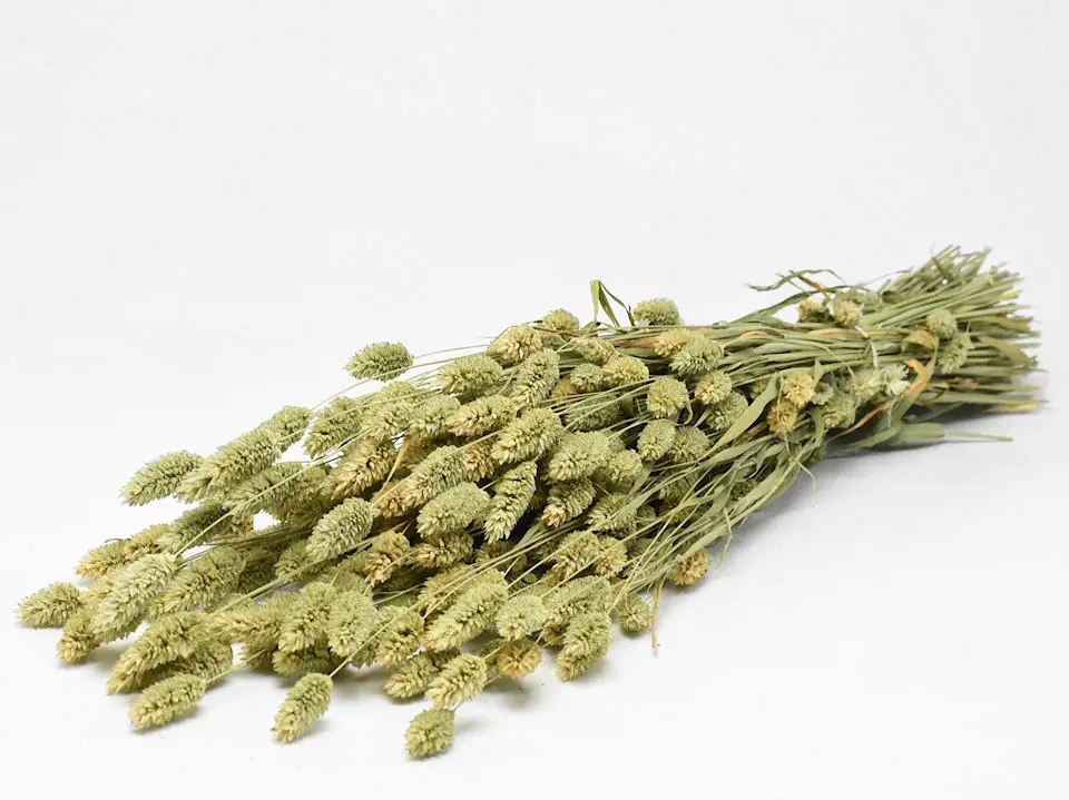 Bouquet Phalaris 70 cm