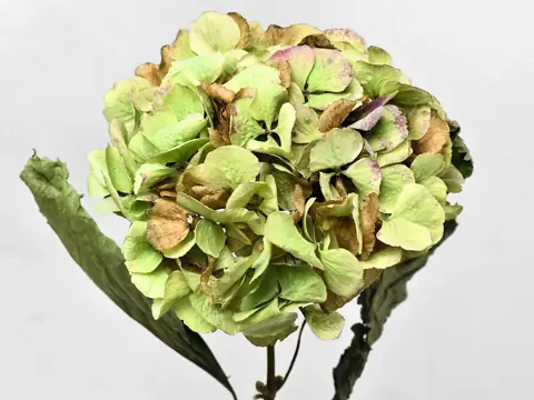 Hortensia séché