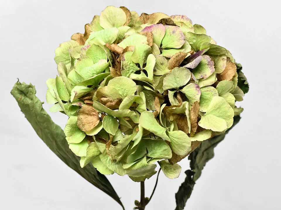 Hortensia séché