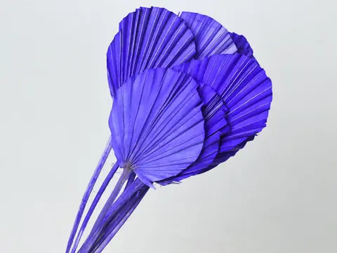 Palme lance ronde Violet 40-55 cm · lot de 10
