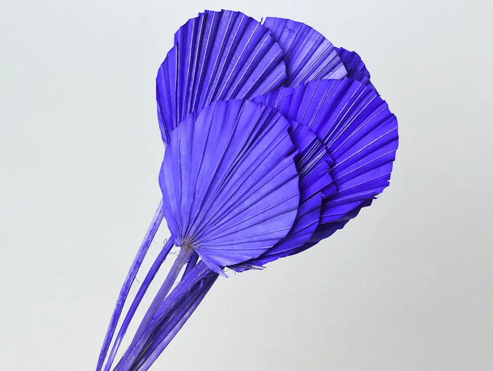 Palme lance ronde Violet 40-55 cm · lot de 10