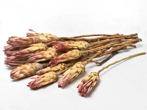 Protea Compacta Pink 20 pièces