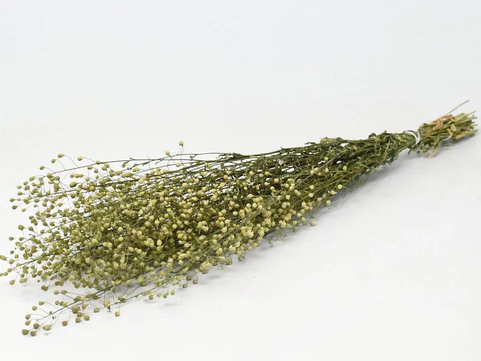 Lepidium Atraxa 60 cm