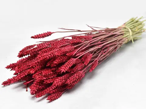 Bouquet Triticum Rouge (blé) 70 cm