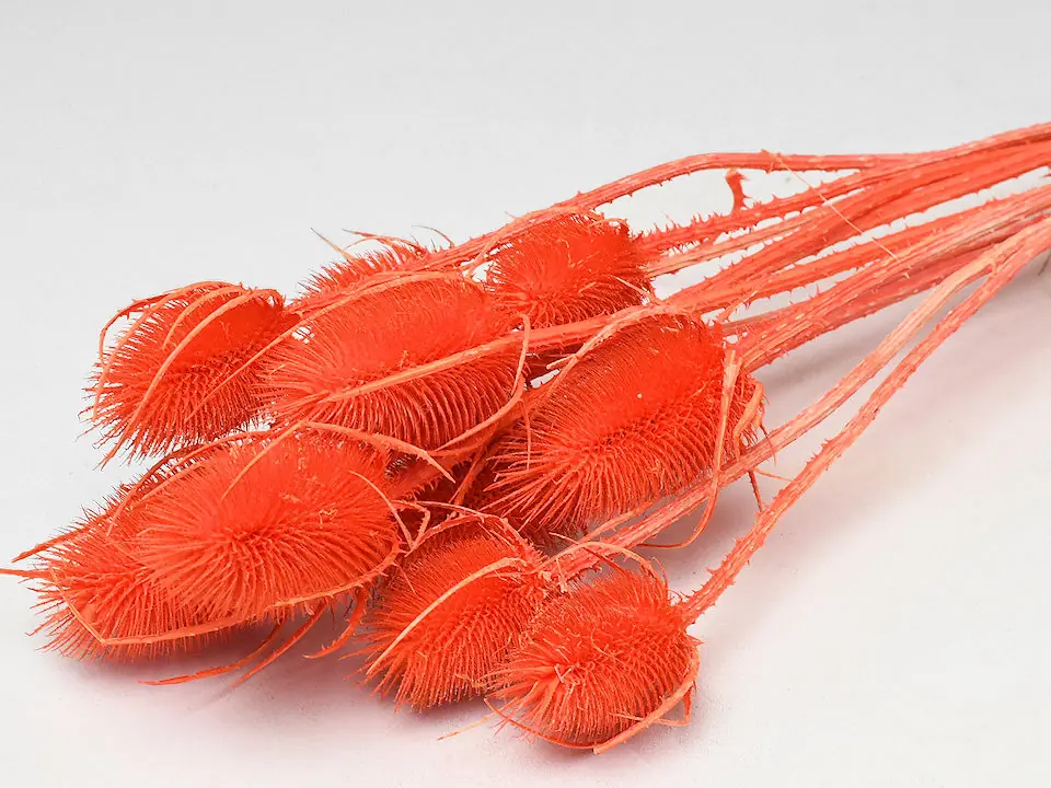 Chardon Orange 70 cm
