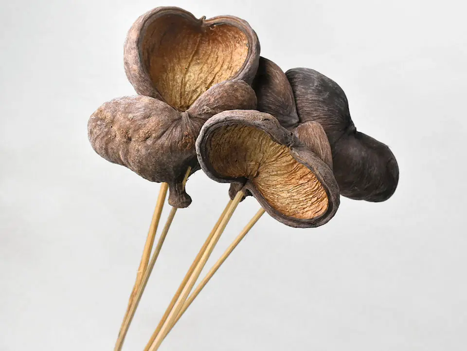 Badam sur tige · lot de 10