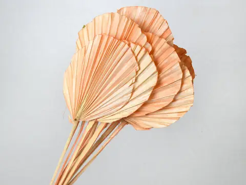 Palme lance ronde Pêche Pastel 40-55 cm · lot de 5