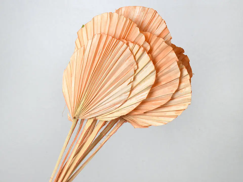 Palme lance ronde Pêche Pastel 40-55 cm · lot de 5
