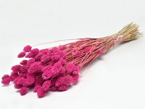 Bouquet Phalaris Rose Foncé 70 cm