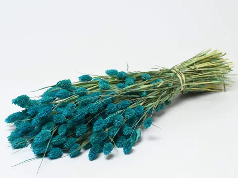 Bouquet Phalaris Bleu 70 cm