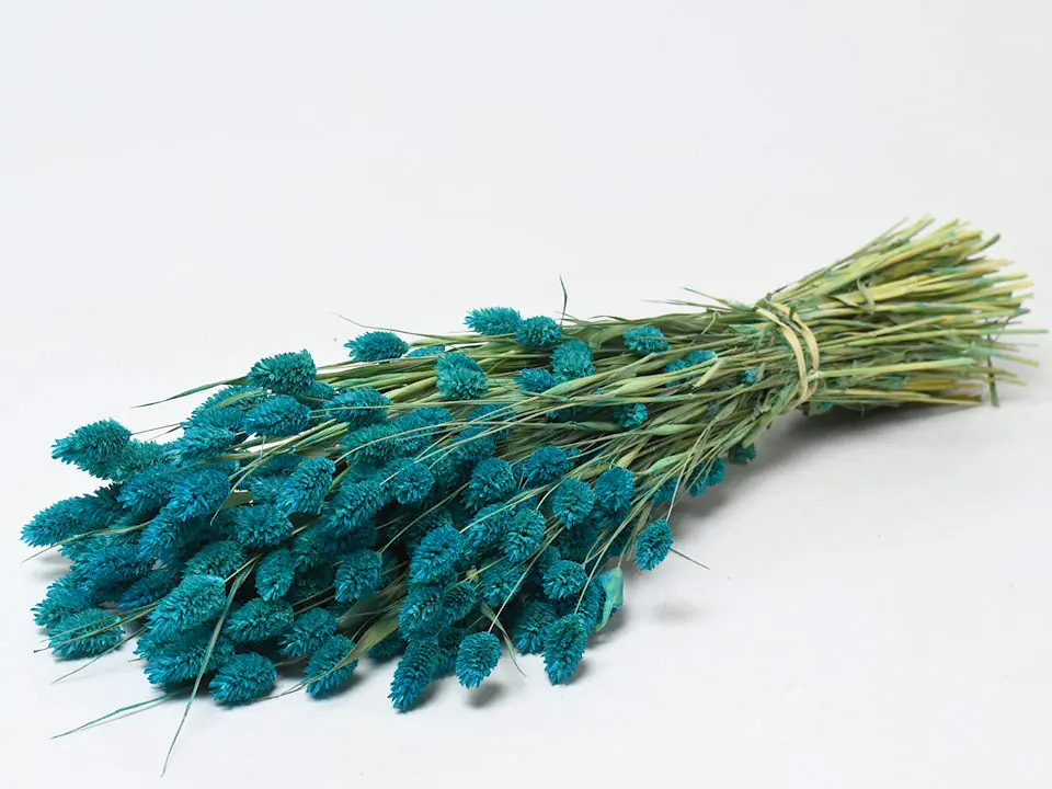 Bouquet Phalaris Bleu 70 cm