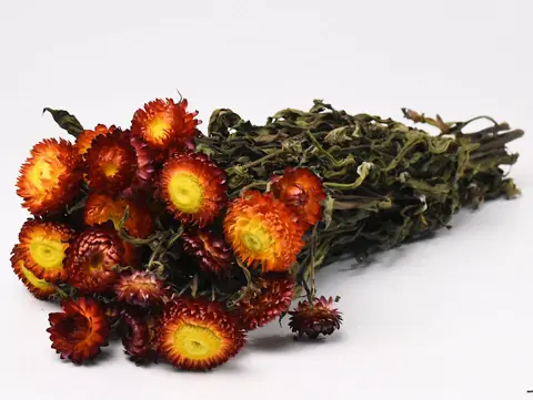 Bouquet Helichrysum Orange 45 cm