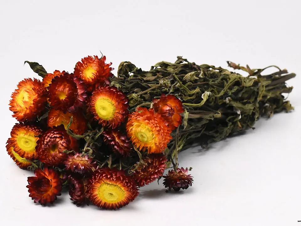 Bouquet Helichrysum Orange 45 cm