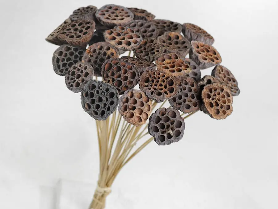 Lotus sur tige · lot de 10