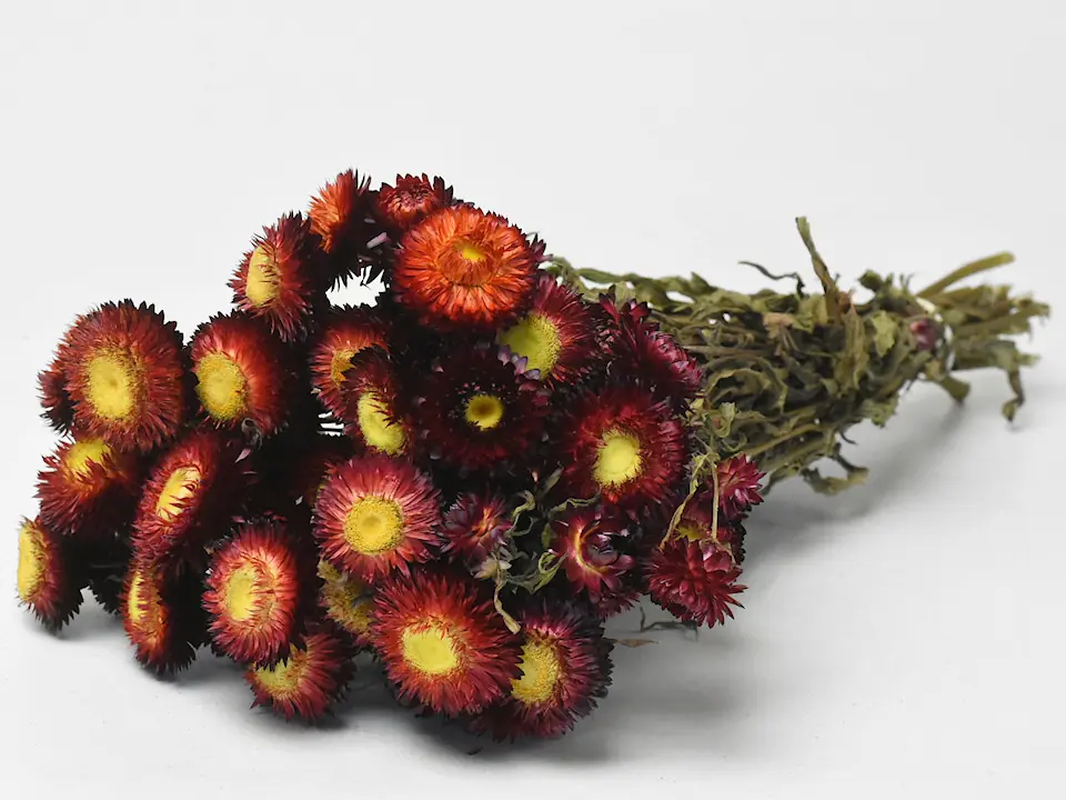 Bouquet Helichrysum Rouge 45 cm