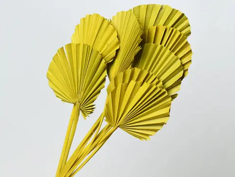 Palme lance ronde Janue 40-55 cm · lot de 10