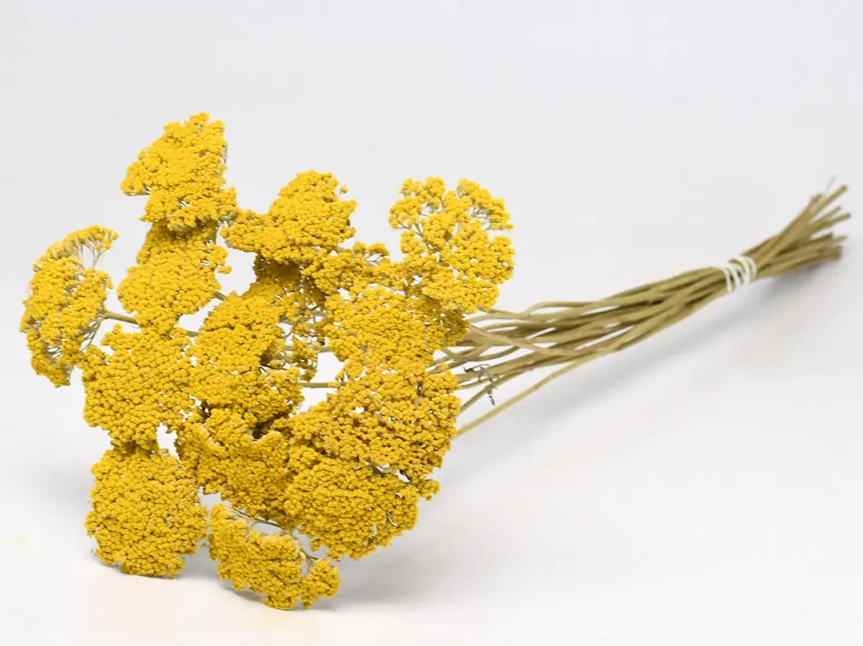Bouquet Achillea Parker Petit 70 cm