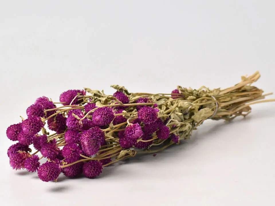 Gomphrena Fuchsia 50 cm
