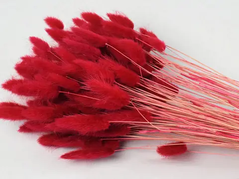 Bouquet Lagurus Rouge 65 cm