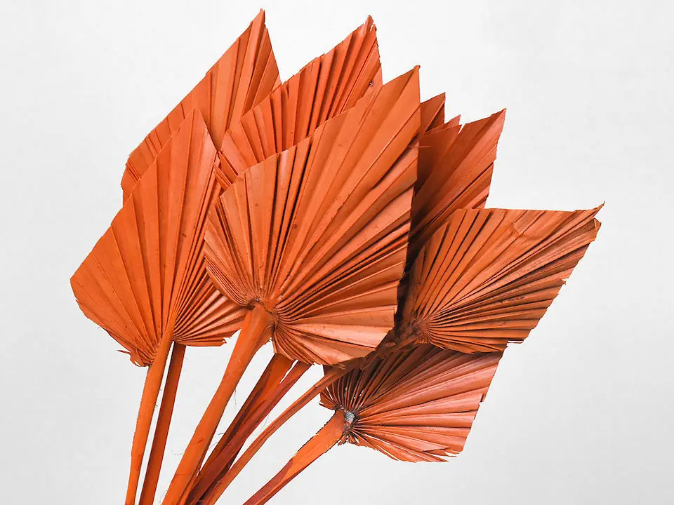 Palme lance Orange 40-55 cm · lot de 10