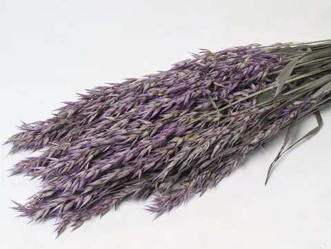 Bouquet Avoine Violet 70 cm