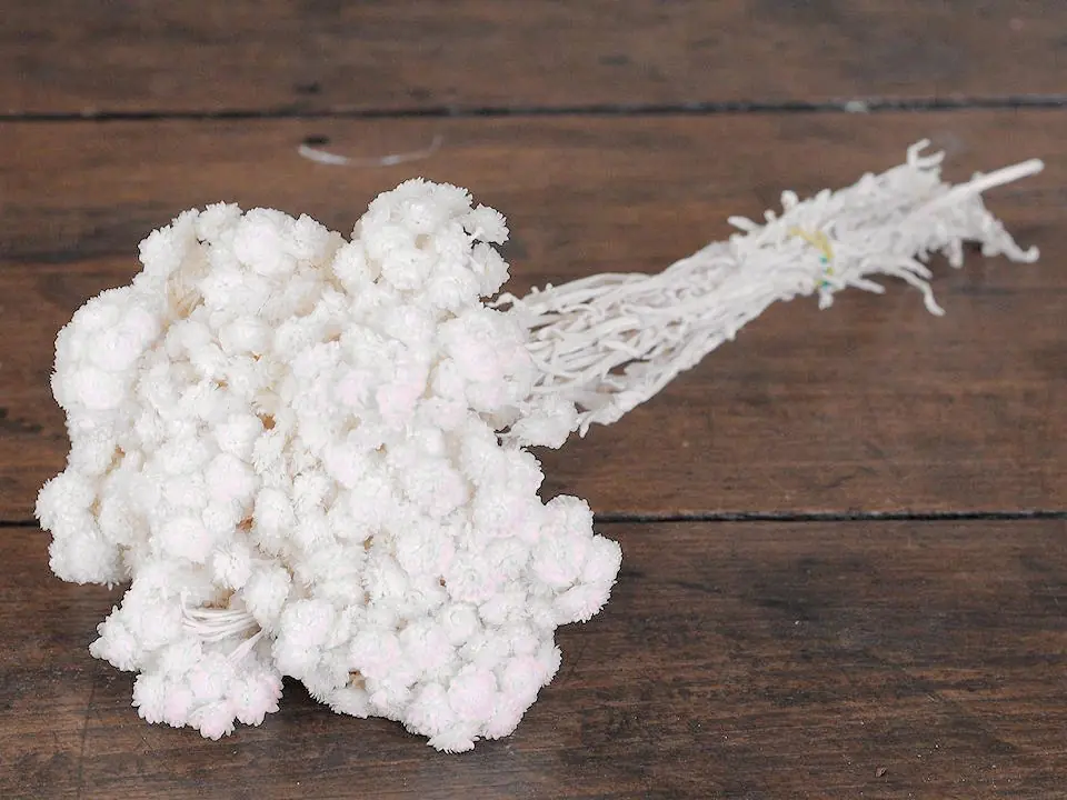 Immortelle du Var Blanc 30 cm