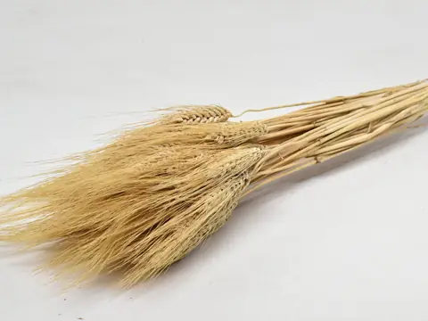 Bouquet Blé Barbe Blonde 250 g