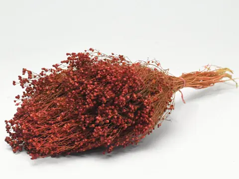 Bouquet Broom bloom Rouge Rouille 50 cm