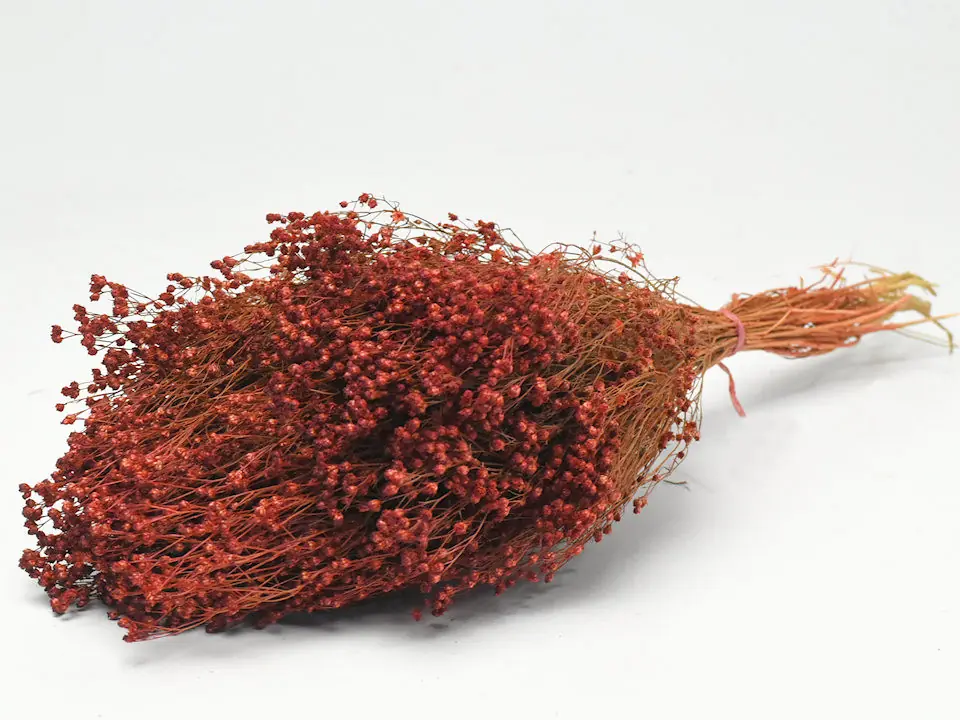 Bouquet Broom bloom Rouge Rouille 50 cm