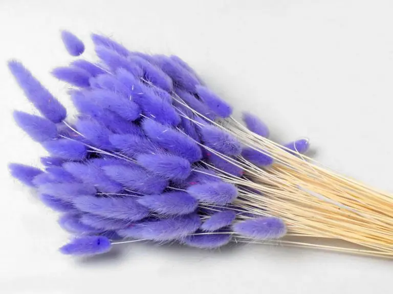 Bouquet Lagurus Violet Clair 65 cm