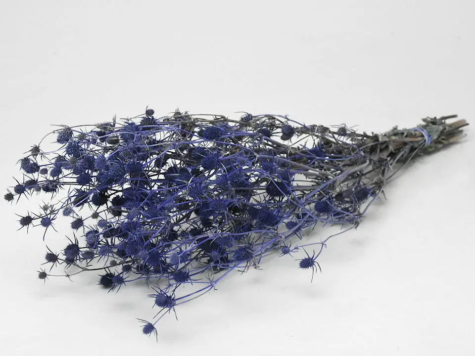 Chardon Eryngium Bleu 60 cm