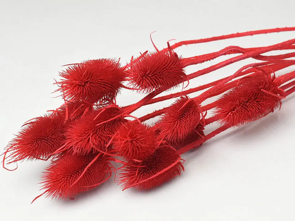Chardon Rouge 70 cm