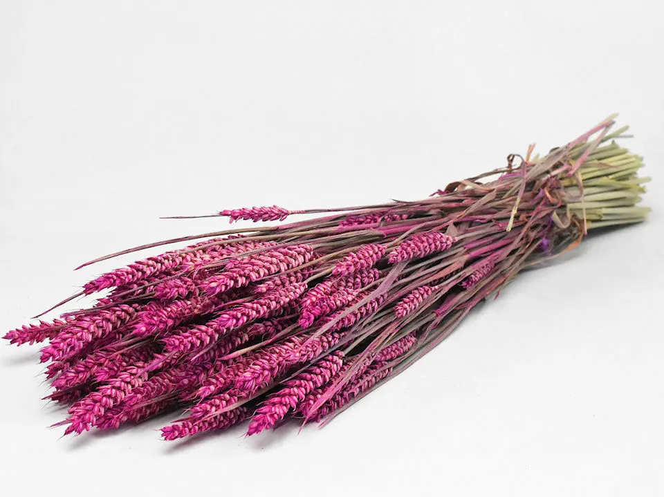 Bouquet Triticum Rose (blé) 70 cm