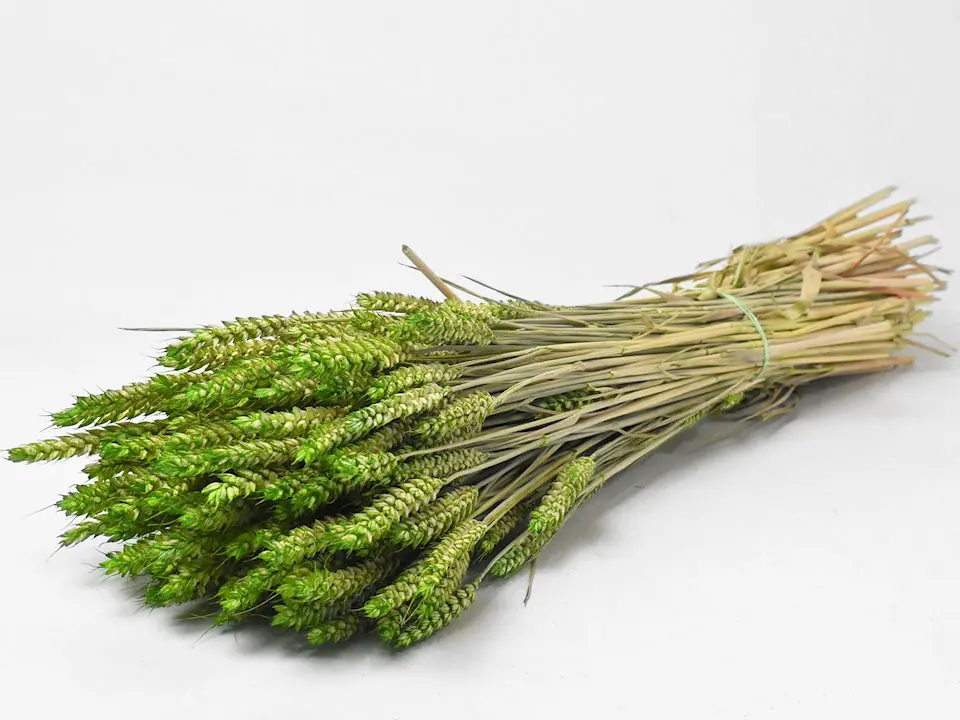 Bouquet Triticum Vert (blé) 70 cm