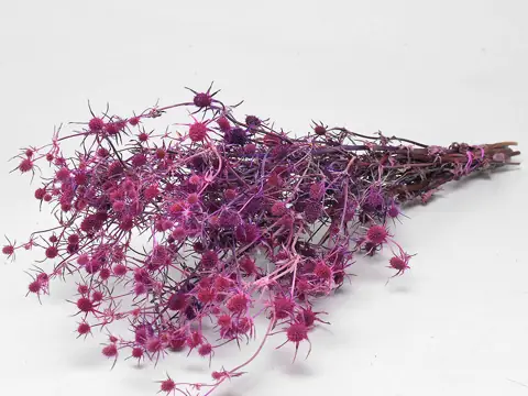 Chardon Eryngium Rose 60 cm