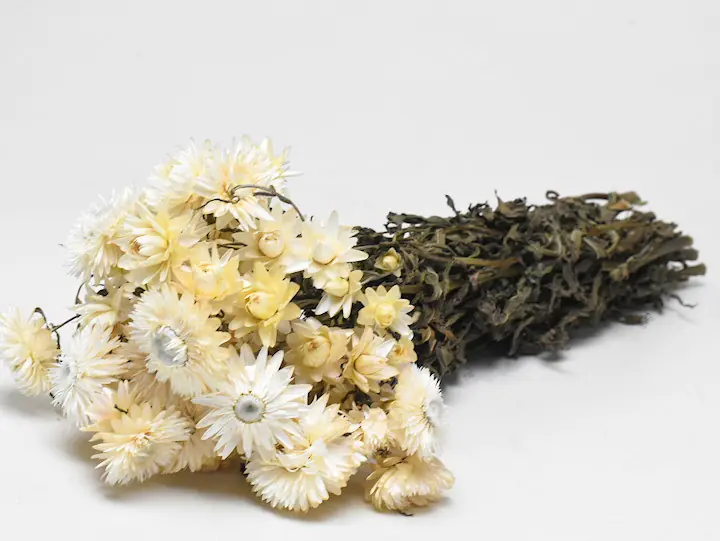 Helichrysum Crème 45 cm
