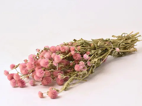 Gomphrena Rose Pastel 50 cm