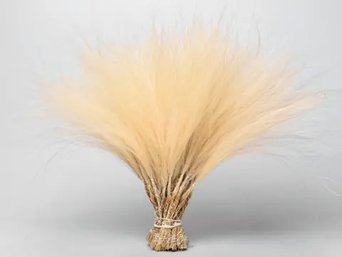 Stipa Penata 50 cm, 50 touffes