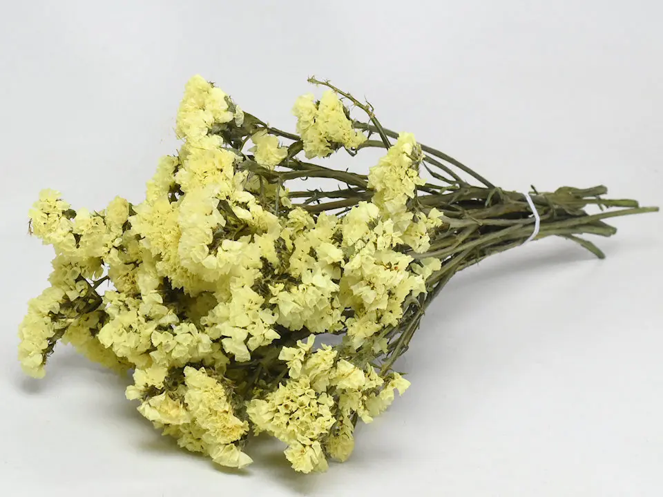 Statice Sinuata Jaune