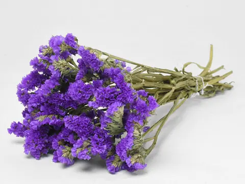 Statice Sinuata Violet foncé