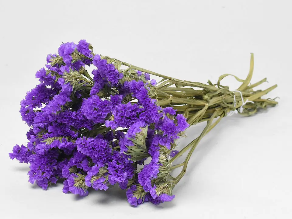 Statice Sinuata Violet foncé