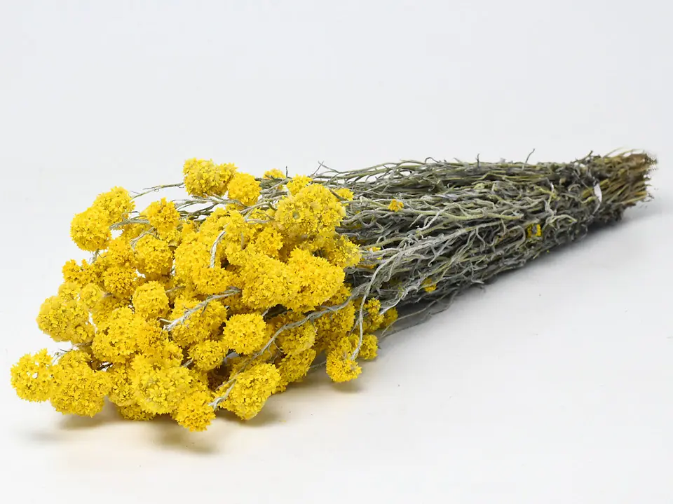Bouquet Sanfordii Jaune 50 cm