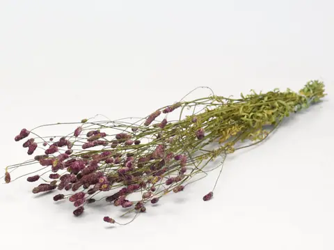 Sanguisorba 70 cm · lot de 5