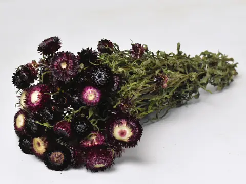 Helichrysum Violet Foncé 45 cm