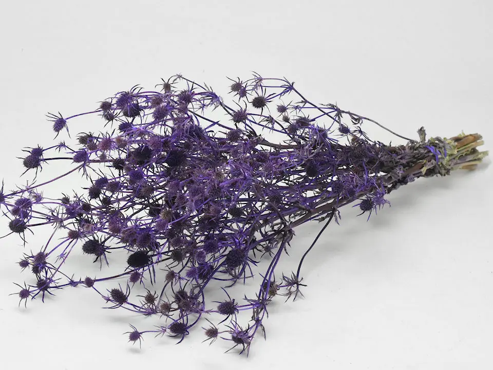Chardon Eryngium Violet 60 cm